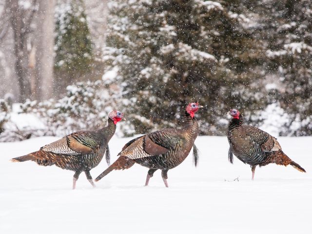 A flock of wild turkeys in a snowy landscape