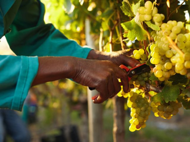 A person harvests grapes from a vine