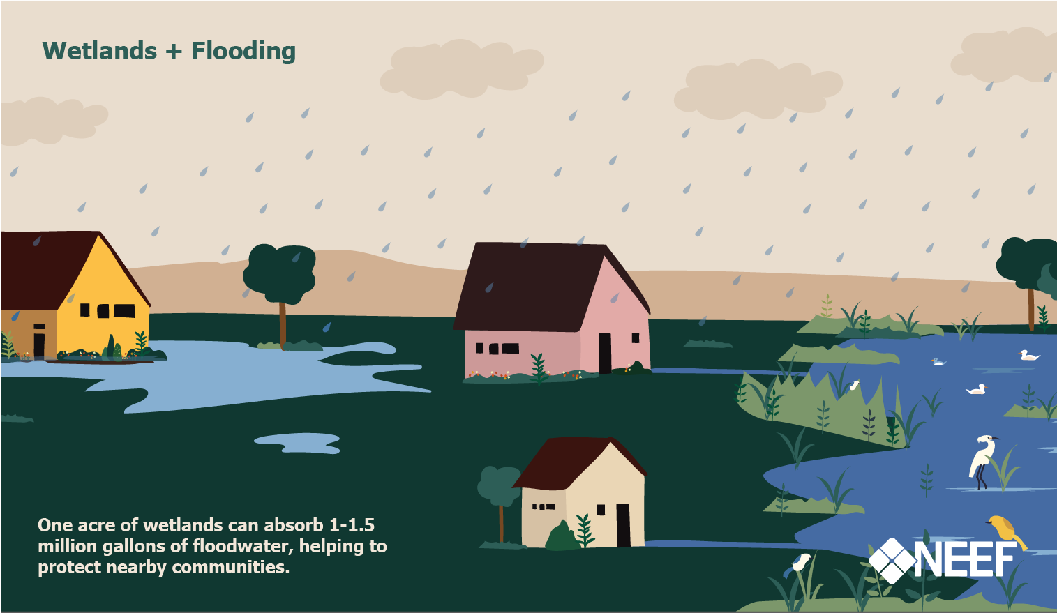 Infographic showing how wetlands prevent catastrophic flooding.