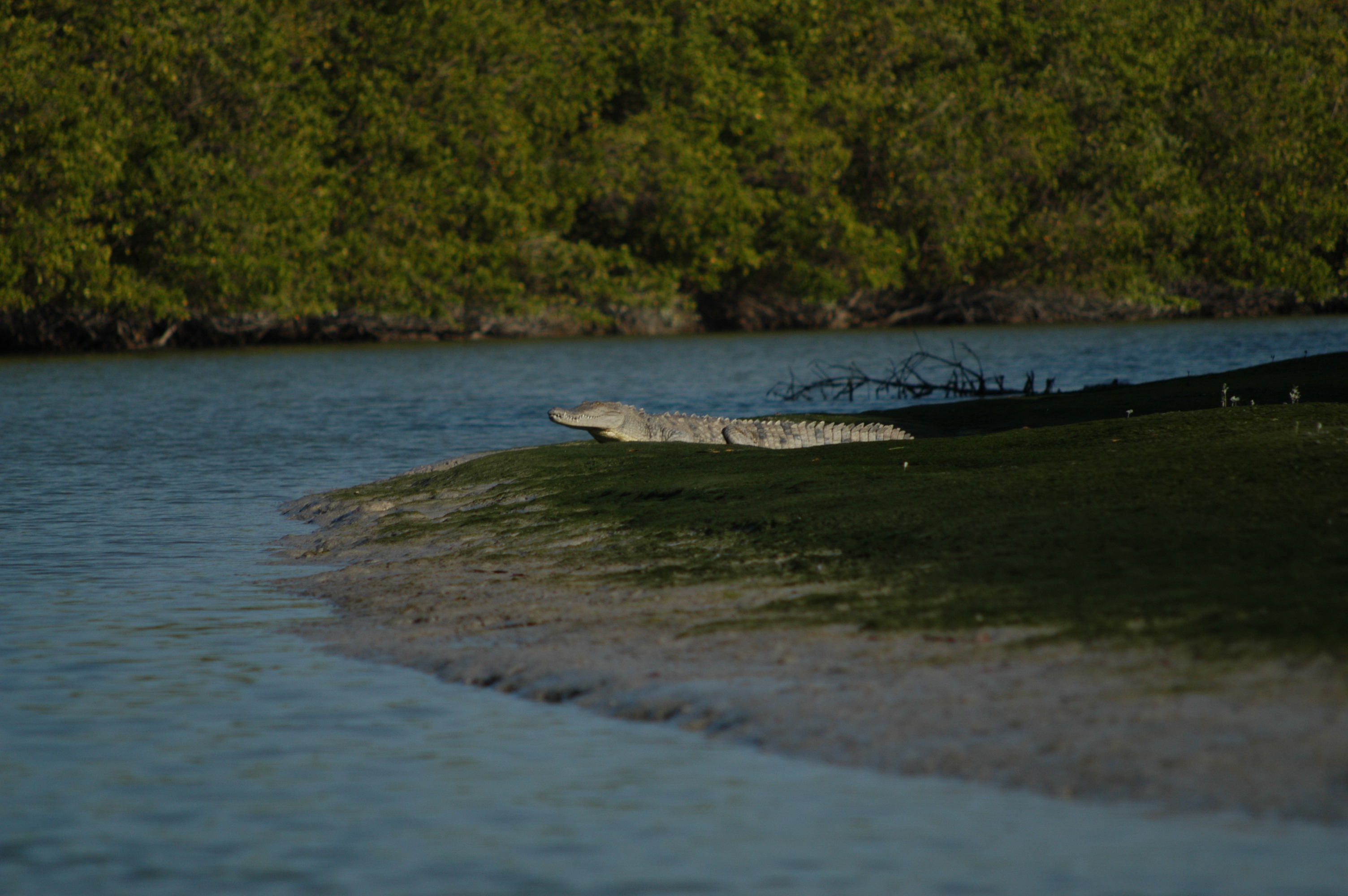 A crocodile suns itself in the marshy environment of Everglades National Park