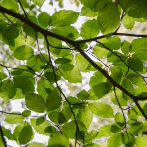 a canopy of leaves