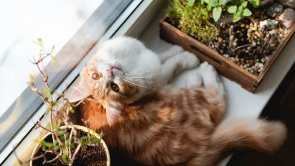 Cat on windowsill