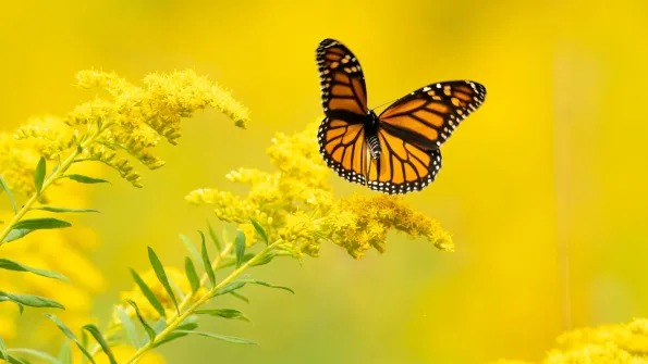 A monarch butterfly sits on a yellow flower with a yellow background