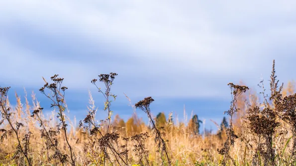 Prairie landscape with grasses, meadows, trees and a bright blue sky with white clouds