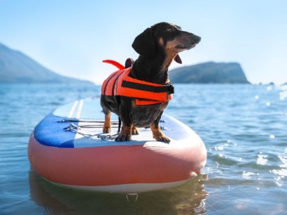 a small dog wearing a life jacket stands on a paddle board on the water