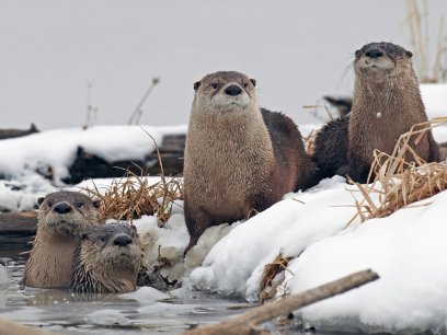 Four river otters on a snowy riverbank
