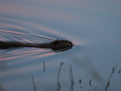 A beaver swimming through the water