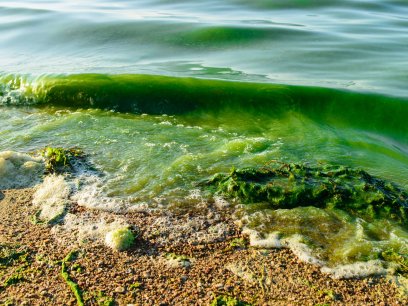 Toxic algae is closing beaches
