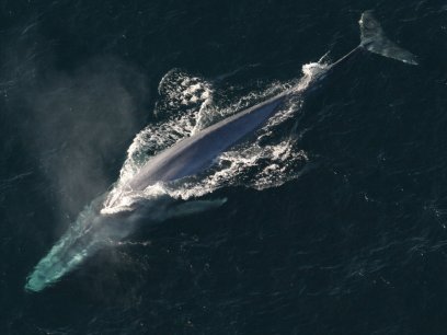 Blue whale migration