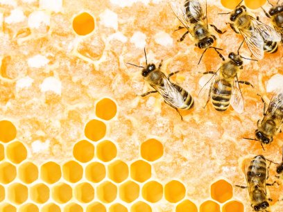 Swarm of bees on a honeycomb