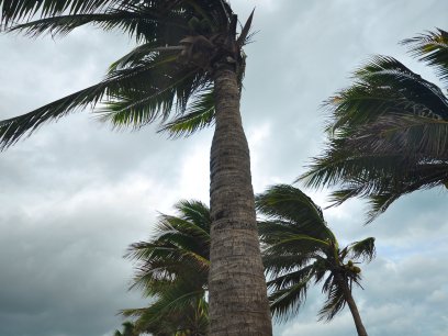 Palm trees in a hurricane