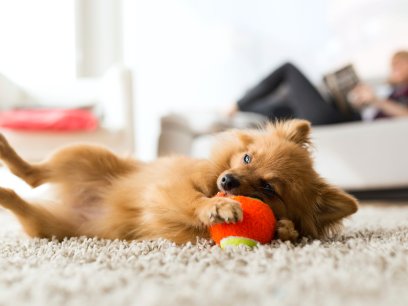 Dog playing with ball on the floor