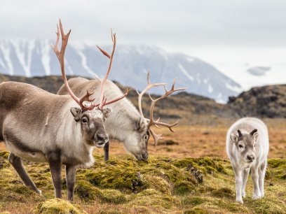Family of reindeer in the arctic 
