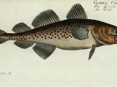 Illustration of Atlantic Cod