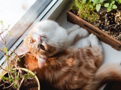 Cat on a windowsill with house plants