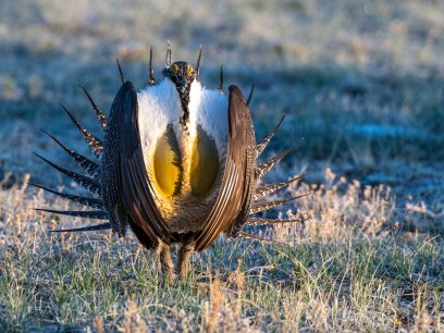 Male greater sage-grouse in courtship display