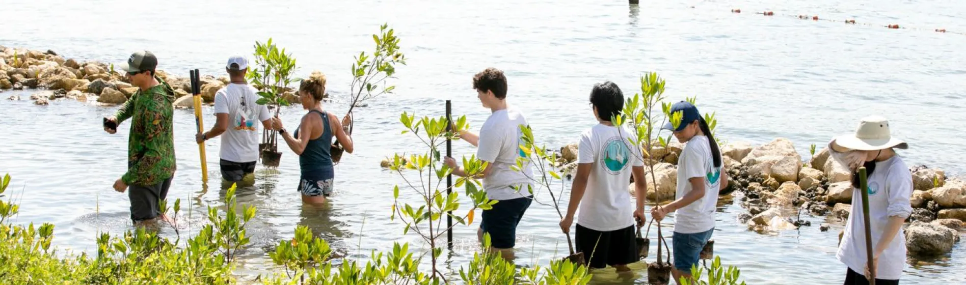 group of volunteers on National Public Lands Day stand in the water planting mangroves