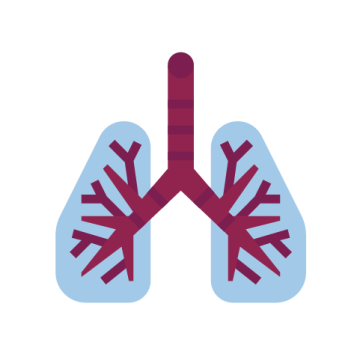 Pair of lungs 