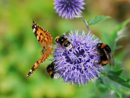 a butterfly along with different types of bees all perch on a flower
