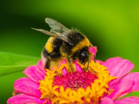 a bumblebee sits on a flower collecting pollen
