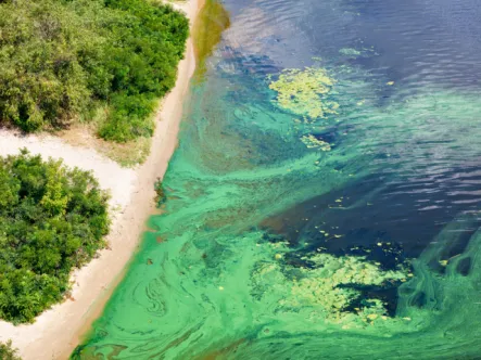 Aerial view of algae in water reaching a beach