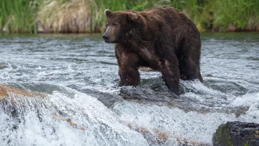 Photo of fat bear standing on water fall in Katmai National Park