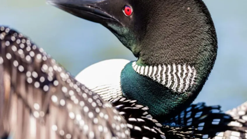 Close up of a loon
