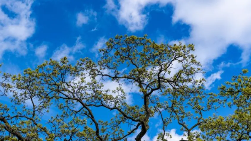 a tree line with a blue sky and white fluffy clouds and clean air