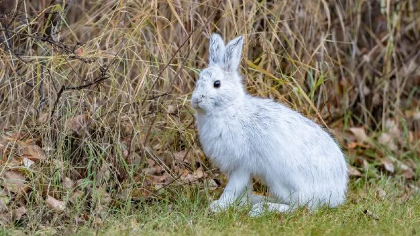 a white snowshoe hare stands in a grassy area without snow