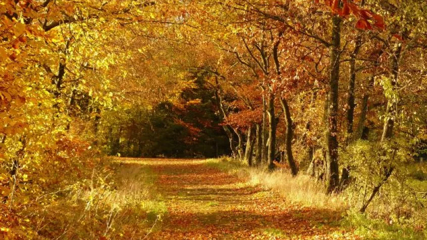 Autumn still to arrive say Forestry England experts