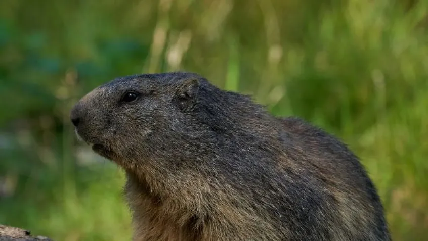 a groundhog peers over a log