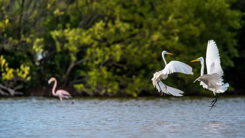 Fighting egrets