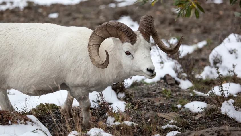 Dall sheep ram (Ovis dalli) in Denali National Park, Alaska