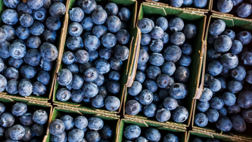 Boxes of blueberries