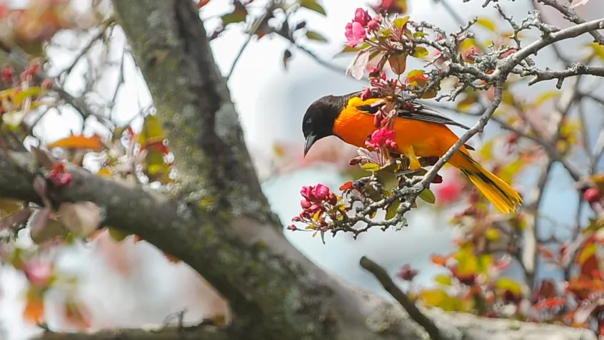 Baltimore oriole perched on a branch with blooming spring flowers