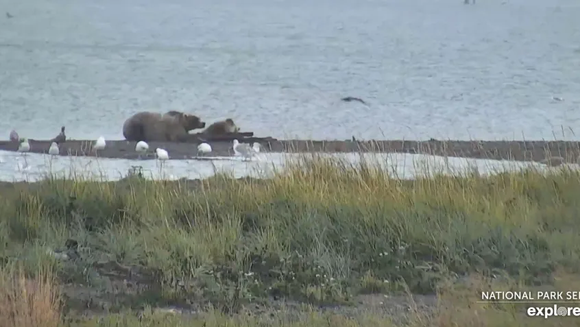 Bears lounging at the river