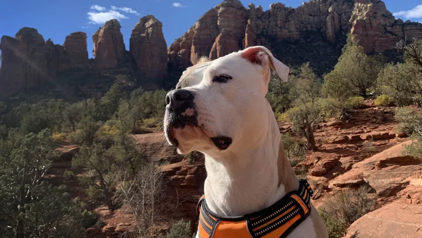 dogs in national parks