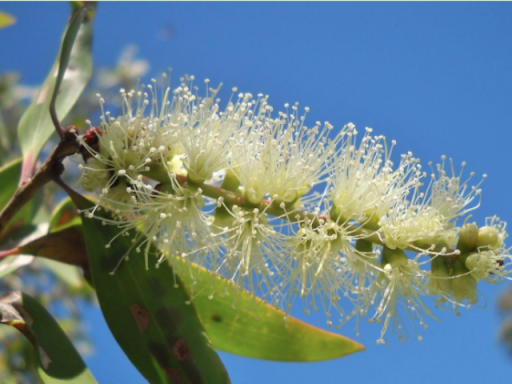 Melaleuca tree flower