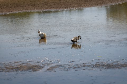 two ducks in the water