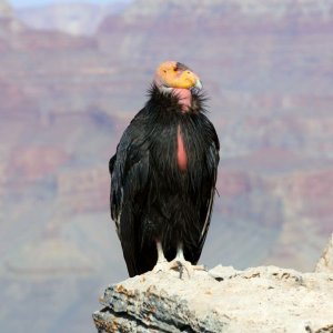 a California Condor seated on the edge of a cliff with mountains in the background