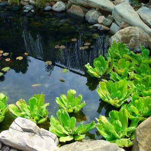 a pond with aquatic plants growing