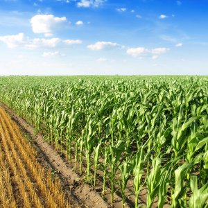 a corn field bordered by another field of hay