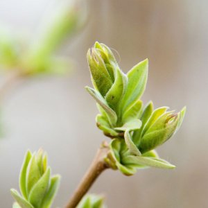 a budding tree branch