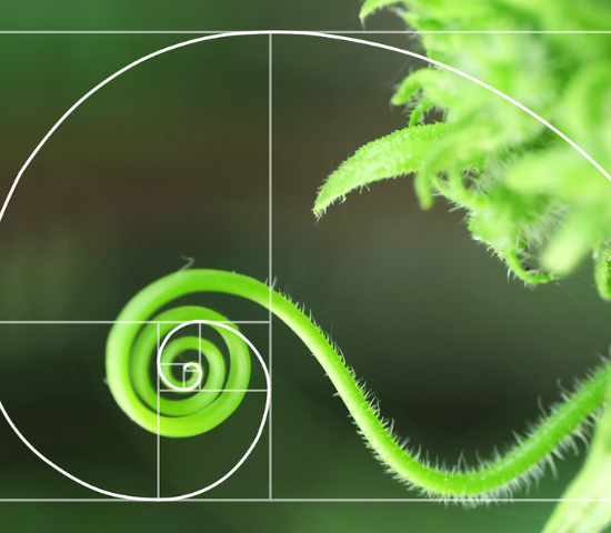 Plant with Fibonacci sequence overlay