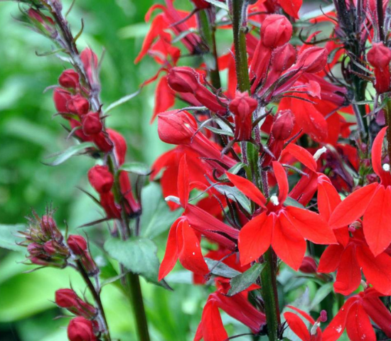 Invasive red plant