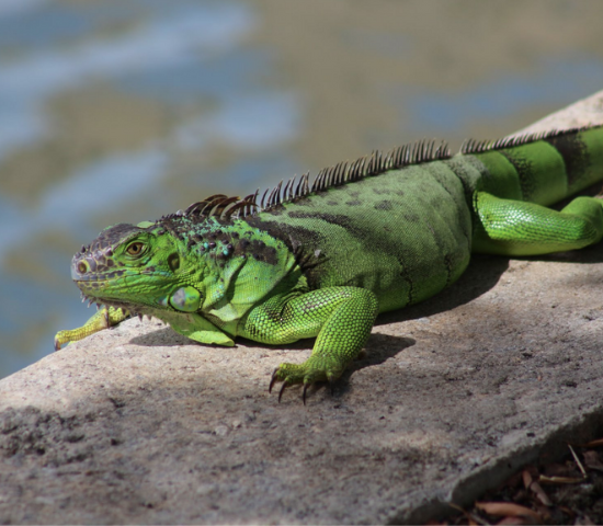 Reptile on rock