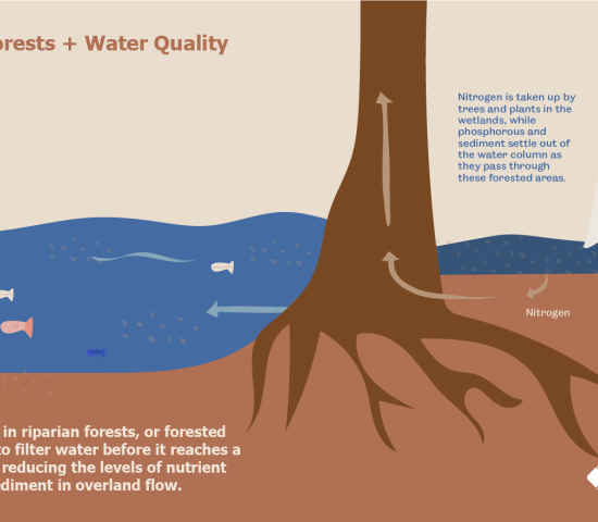 Infographic showing how riparian forests affect water quality.
