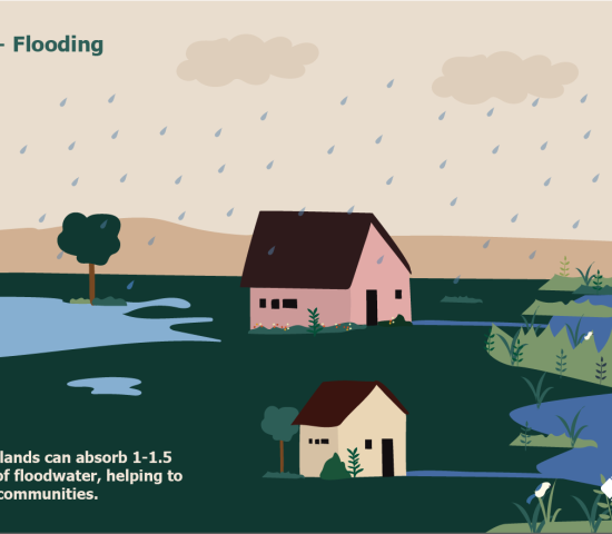 Infographic showing how wetlands can help reduce flooding.