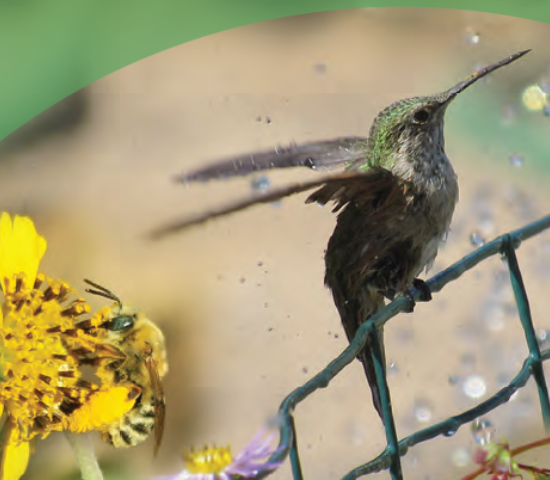 Picture of a hummingbird and a bee near flowers