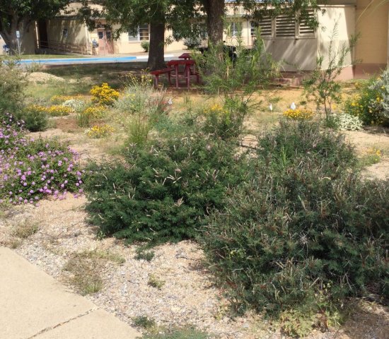 White Sands Missile Range Pollinator Garden funded by a Department of Defense Legacy Grant